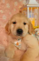 Daffodil , a female Golden Retriever for sale in Marshfield, MO – 2 of 7