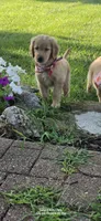Annie, a female Golden Retriever for sale in Marshfield, MO – 6 of 6