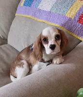 Ollie, a male Cavalier King Charles Spaniel for sale in Marshfield, MO – 7 of 8