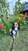 Pipen , a female Cavalier King Charles Spaniel for sale in Marshfield, MO – 6 of 7