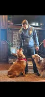 Lilly, a female Golden Retriever for sale in Marshfield, MO – 3 of 3
