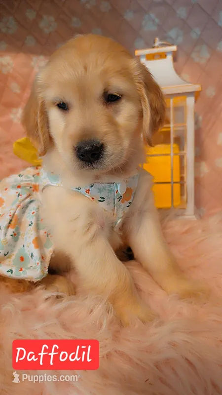 Daffodil  – Golden Retriever puppy for sale in Marshfield, MO