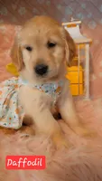 Daffodil , a female Golden Retriever for sale in Marshfield, MO – 1 of 7