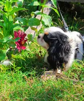 Pipen , a female Cavalier King Charles Spaniel for sale in Marshfield, MO – 3 of 7
