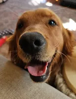 Bonnie, a female Golden Retriever for sale in Marshfield, MO – 2 of 3