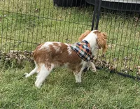 Ollie, a male Cavalier King Charles Spaniel for sale in Marshfield, MO – 6 of 8