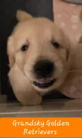 Oleander , a male Golden Retriever for sale in Marshfield, MO – 4 of 6