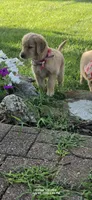 Annie, a female Golden Retriever for sale in Marshfield, MO – 5 of 6