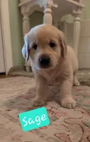 Sage, a male Golden Retriever for sale in Marshfield, MO – 3 of 6