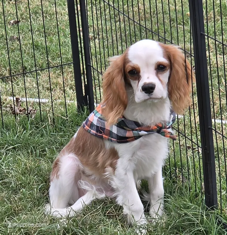 Ollie – Cavalier King Charles Spaniel puppy for sale in Marshfield, MO