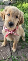 Annie, a female Golden Retriever for sale in Marshfield, MO – 3 of 6
