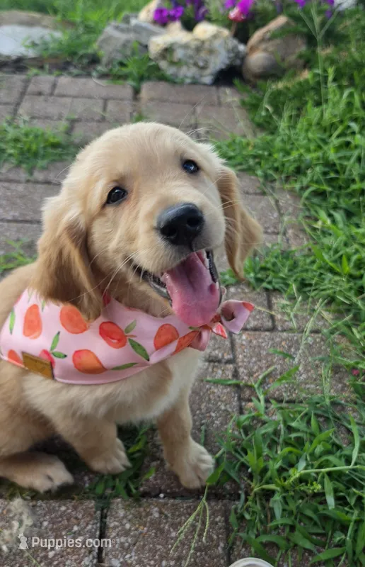 Pepper – Golden Retriever puppy for sale in Marshfield, MO
