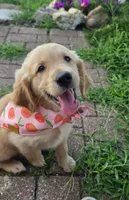 Pepper, a female Golden Retriever for sale in Marshfield, MO – 1 of 5