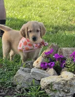 Pepper, a female Golden Retriever for sale in Marshfield, MO – 5 of 5