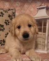 Sage, a male Golden Retriever for sale in Marshfield, MO – 2 of 6