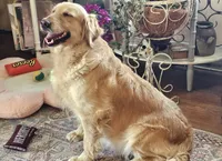 Reba, a female Golden Retriever for sale in Marshfield, MO – Photo 3 of 8