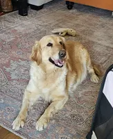 Reba, a female Golden Retriever for sale in Marshfield, MO – Photo 5 of 8