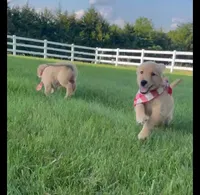 Pepper, a female Golden Retriever for sale in Marshfield, MO – 2 of 5