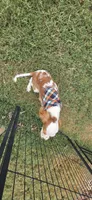 Ollie, a male Cavalier King Charles Spaniel for sale in Marshfield, MO – 5 of 8
