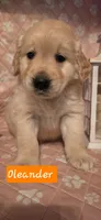 Oleander , a male Golden Retriever for sale in Marshfield, MO – 6 of 6