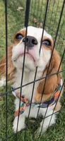 Ollie, a male Cavalier King Charles Spaniel for sale in Marshfield, MO – 4 of 8