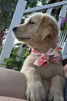 Pepper, a female Golden Retriever for sale in Marshfield, MO – 3 of 5