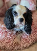 Pipen , a female Cavalier King Charles Spaniel for sale in Marshfield, MO – 4 of 7