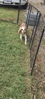 Ollie, a male Cavalier King Charles Spaniel for sale in Marshfield, MO – 8 of 8