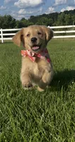 Annie, a female Golden Retriever for sale in Marshfield, MO – 2 of 6