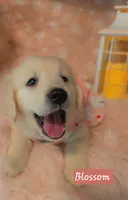 Blossom , a female Golden Retriever for sale in Marshfield, MO – 6 of 7