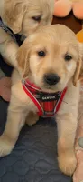 Daffodil , a female Golden Retriever for sale in Marshfield, MO – 7 of 7