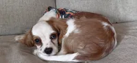 Ollie, a male Cavalier King Charles Spaniel for sale in Marshfield, MO – 3 of 8