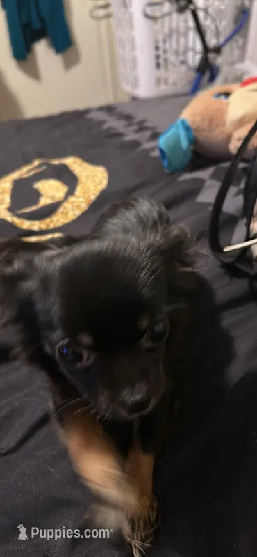 Serenity – Chihuahua puppy for sale in Summerville, SC