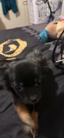 Serenity, a female Chihuahua for sale in Summerville, SC – 1 of 5