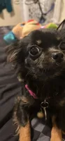 Serenity, a female Chihuahua for sale in Summerville, SC – 4 of 5