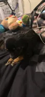 Serenity, a female Chihuahua for sale in Summerville, SC – 2 of 5