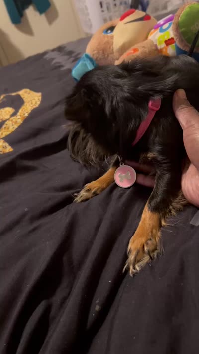 Serenity, a female Chihuahua for sale in Summerville, SC – 5 of 5