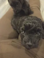 Amo, a male Shihpoo for sale in Sparrows Point, MD – Photo 2 of 2