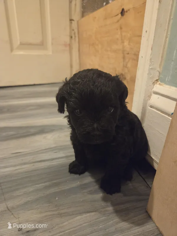 Amo – Shihpoo puppy for sale in Sparrows Point, MD