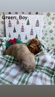 Jingle , a male Golden Retriever for sale in Huntersville, NC – 3 of 3