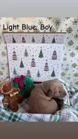 Spruce, a male Golden Retriever for sale in Huntersville, NC – 2 of 2
