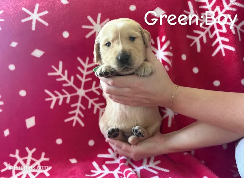 Jingle  – Golden Retriever puppy for sale in Huntersville, NC