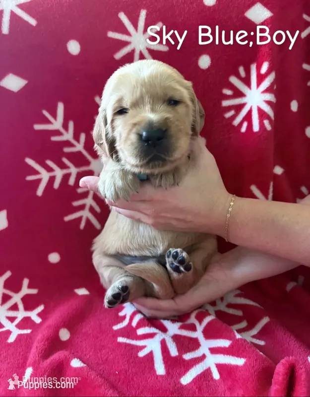 Chestnut – Golden Retriever puppy for sale in Huntersville, NC