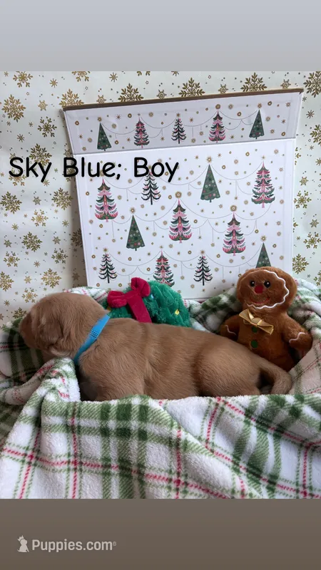 Chestnut – Golden Retriever puppy for sale in Huntersville, NC
