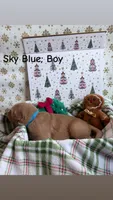 Chestnut, a male Golden Retriever for sale in Huntersville, NC – 1 of 2