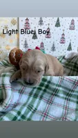 Spruce, a male Golden Retriever for sale in Huntersville, NC – 1 of 2