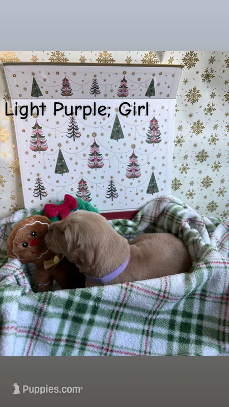 Holly – Golden Retriever puppy for sale in Huntersville, NC