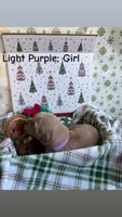 Holly, a female Golden Retriever for sale in Huntersville, NC – 1 of 2