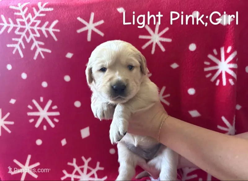 Merry – Golden Retriever puppy for sale in Huntersville, NC
