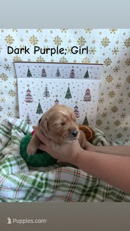 Noel – Golden Retriever puppy for sale in Huntersville, NC